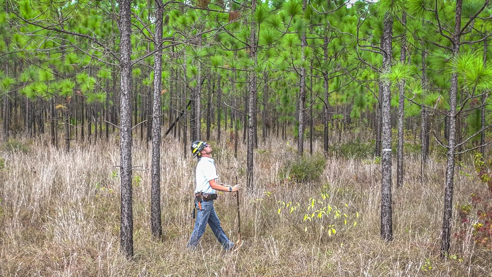 Longleaf Pine Research