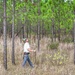 Longleaf Pine Research