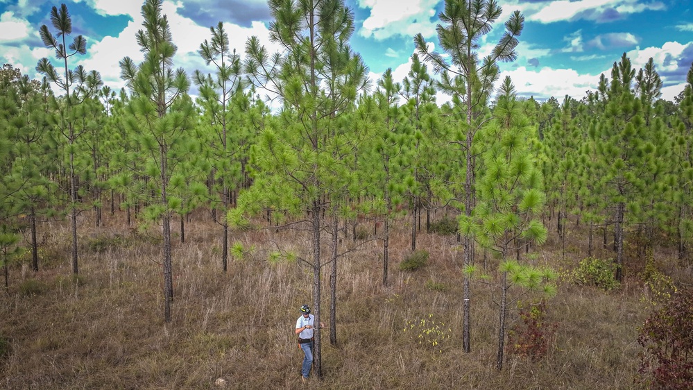 Longleaf Pine Research