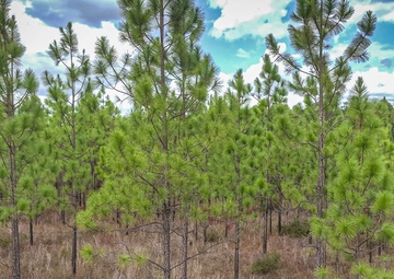 Longleaf Pine Research
