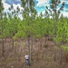 Longleaf Pine Research