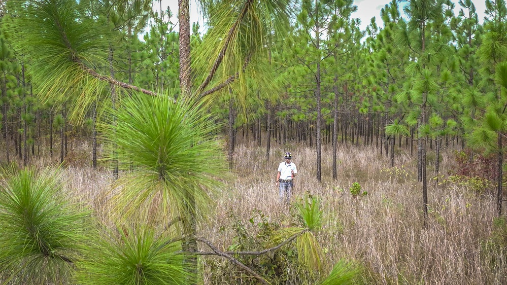 Longleaf Pine Research