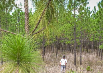 Longleaf Pine Research