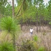 Longleaf Pine Research