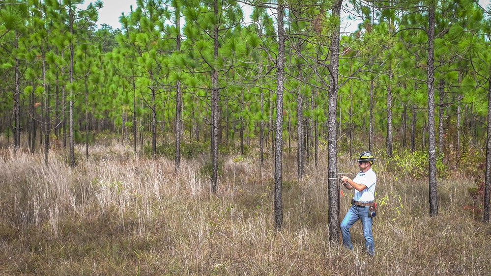 Longleaf Pine Research
