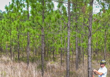 Longleaf Pine Research