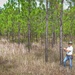 Longleaf Pine Research