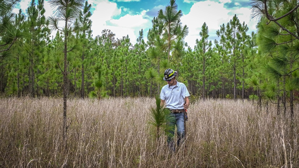 Longleaf Pine Research