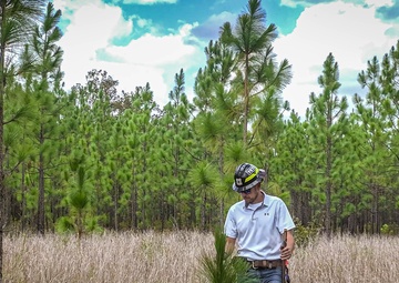 Longleaf Pine Research