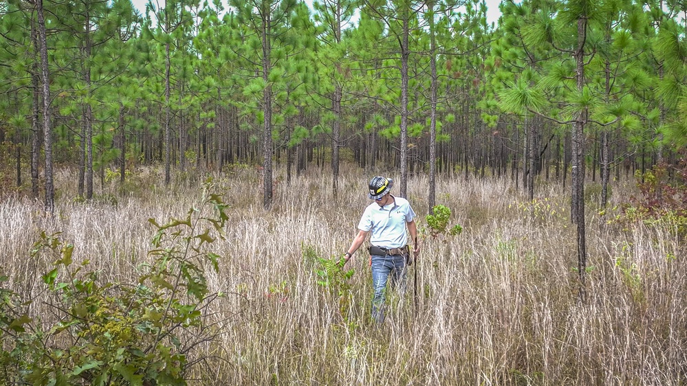 Longleaf Pine Research