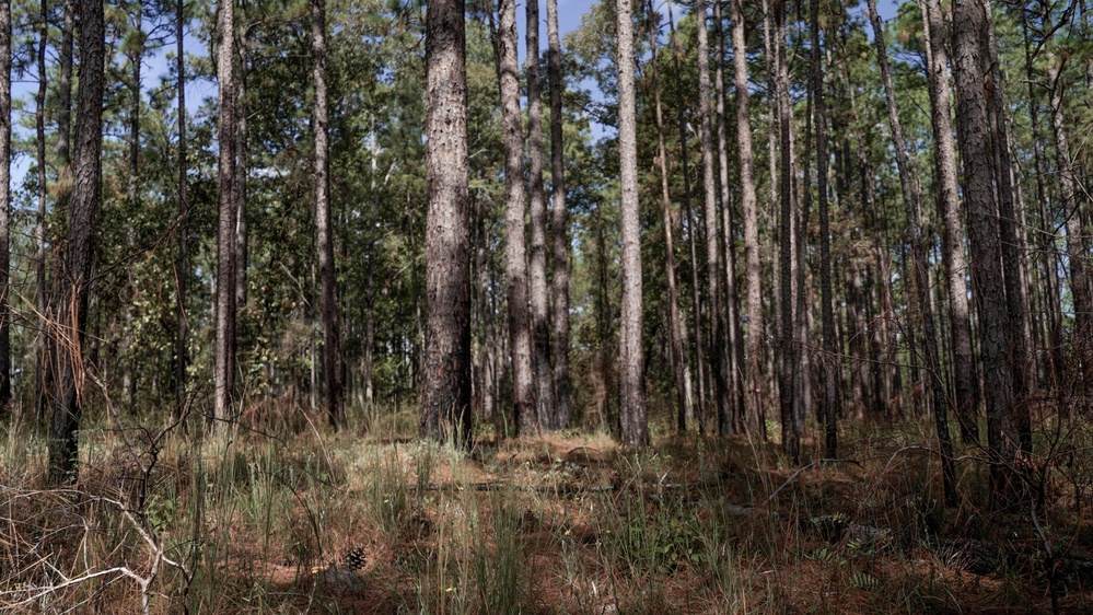Longleaf Pine Research
