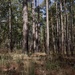 Longleaf Pine Research