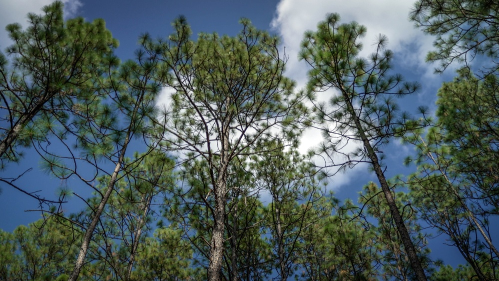 Longleaf Pine Research