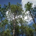 Longleaf Pine Research
