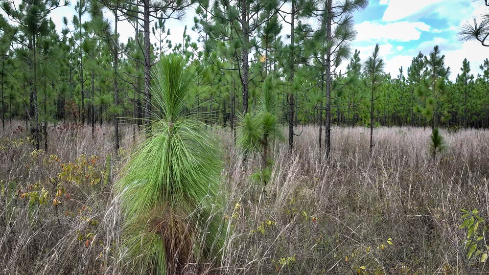 Longleaf Pine Research