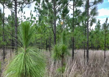 Longleaf Pine Research