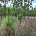 Longleaf Pine Research