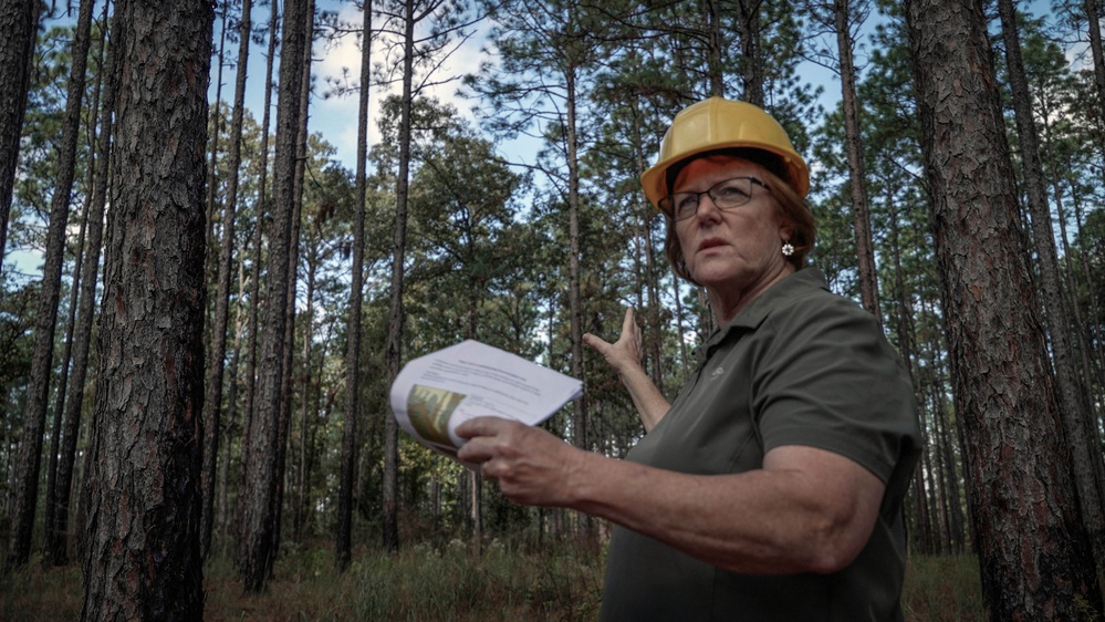 Longleaf Pine Research