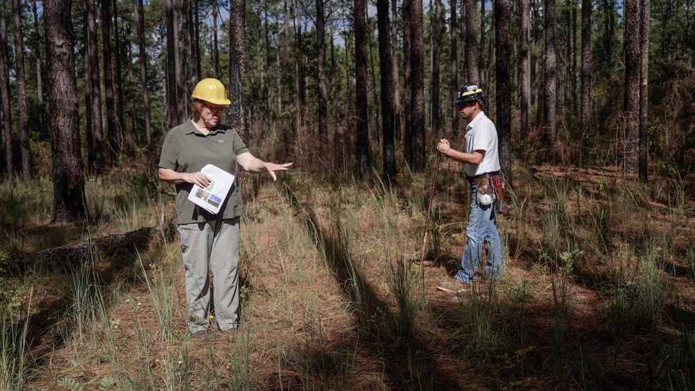 Longleaf Pine Research