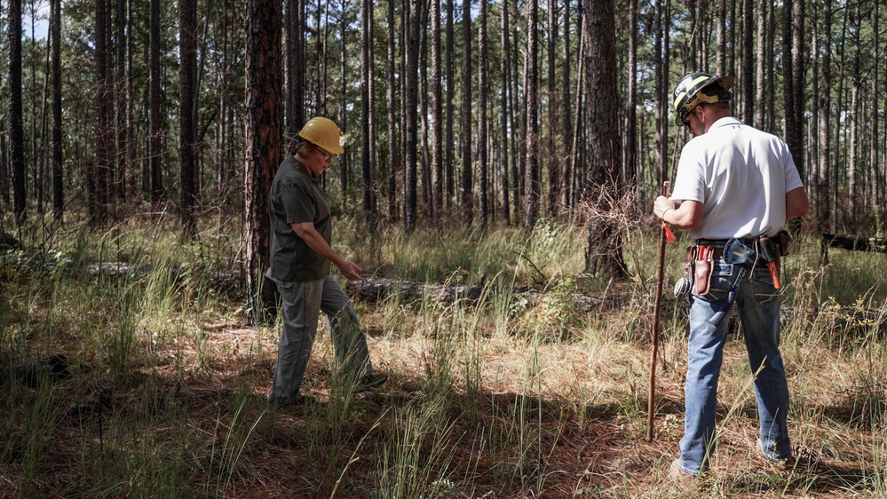 Longleaf Pine Research
