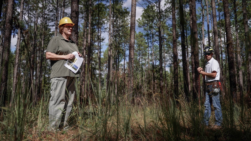 Longleaf Pine Research