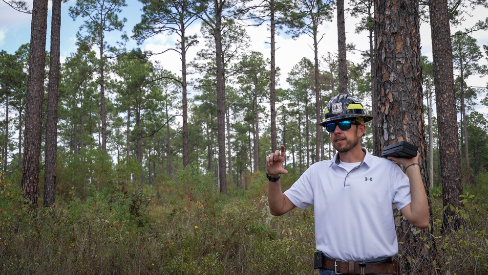 Longleaf Pine Research