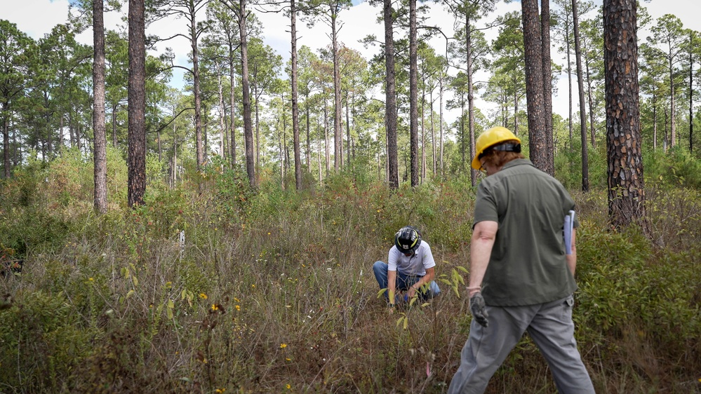 Longleaf Pine Research