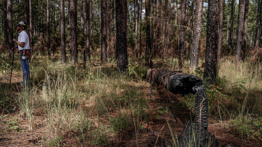 Longleaf Pine Research