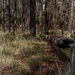 Longleaf Pine Research