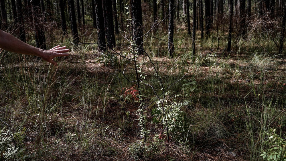 Longleaf Pine Research