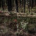 Longleaf Pine Research