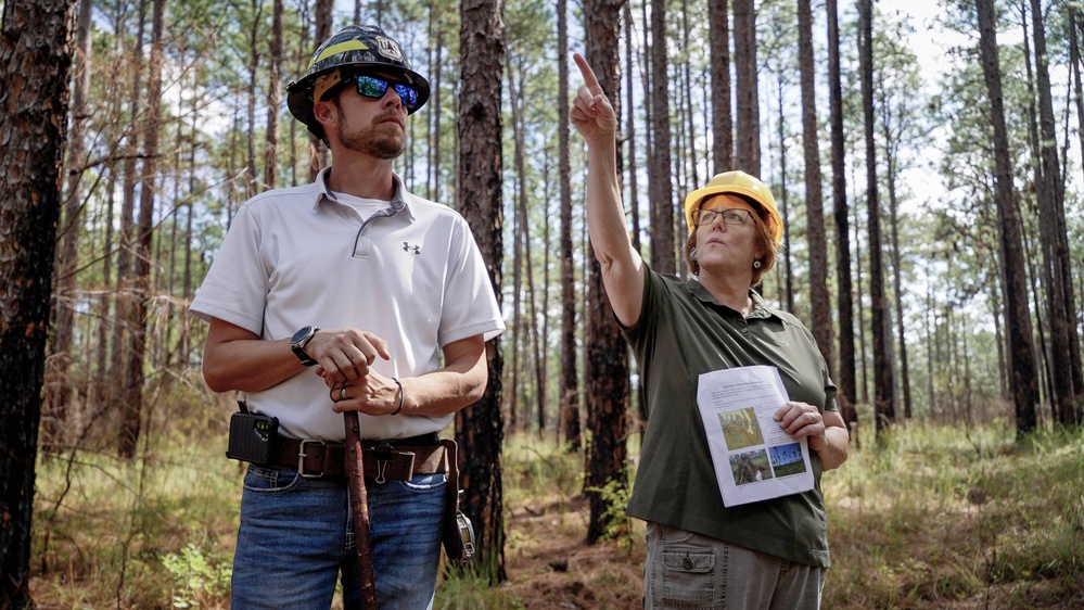 Longleaf Pine Research