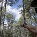 Longleaf Pine Research