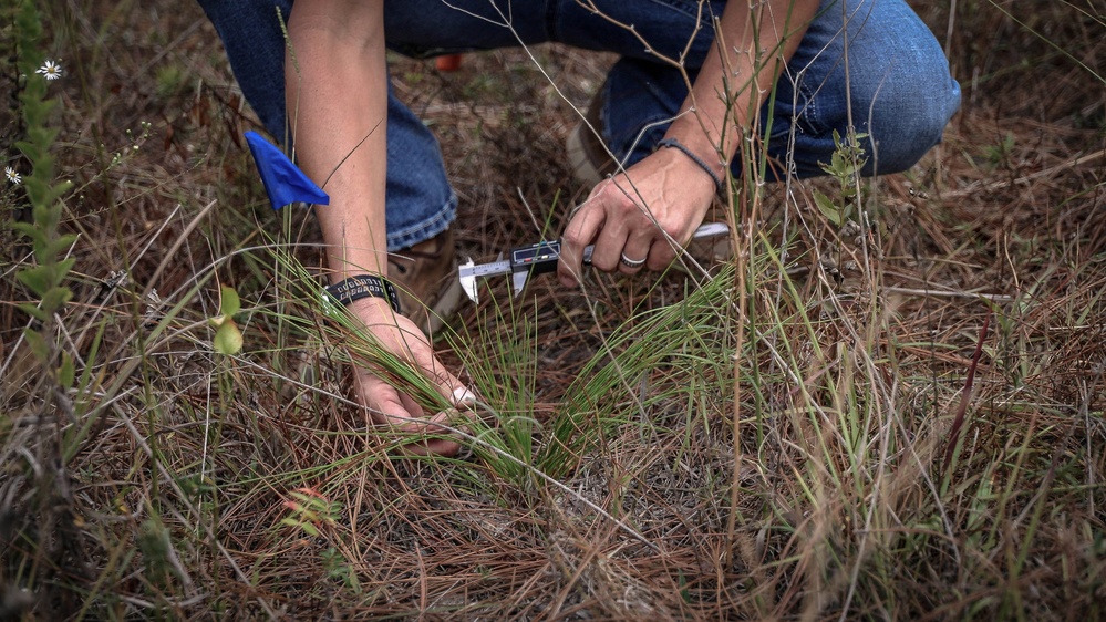 Longleaf Pine Research