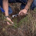 Longleaf Pine Research