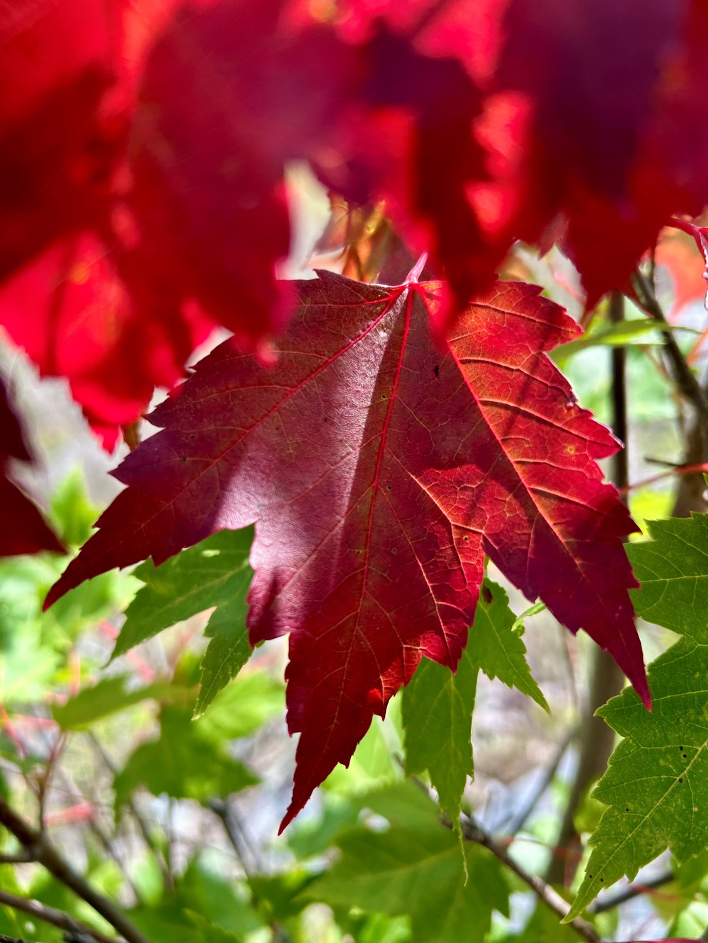 2025 Fall Colors