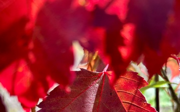 2025 Fall Colors