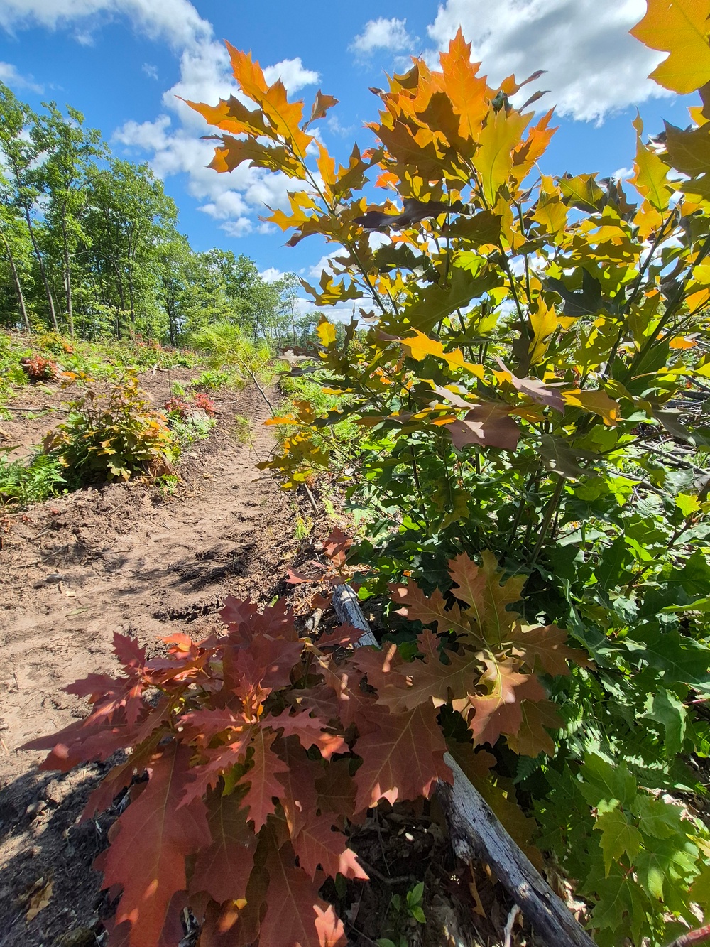 2025 Fall Colors