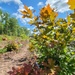 2025 Fall Colors