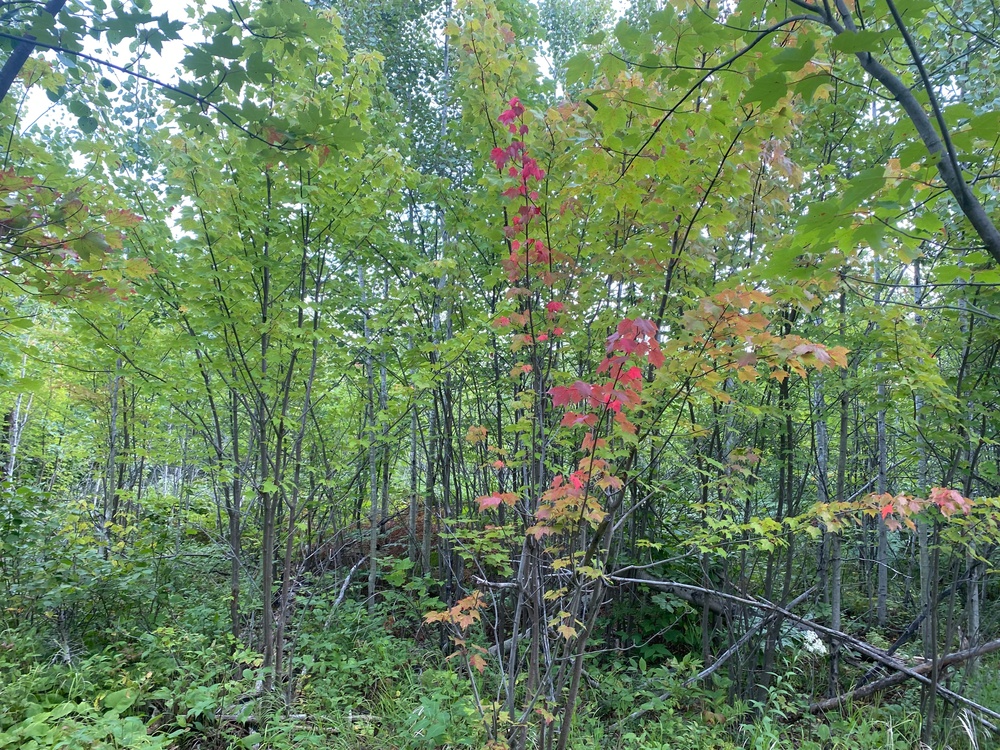 2025 Fall Color