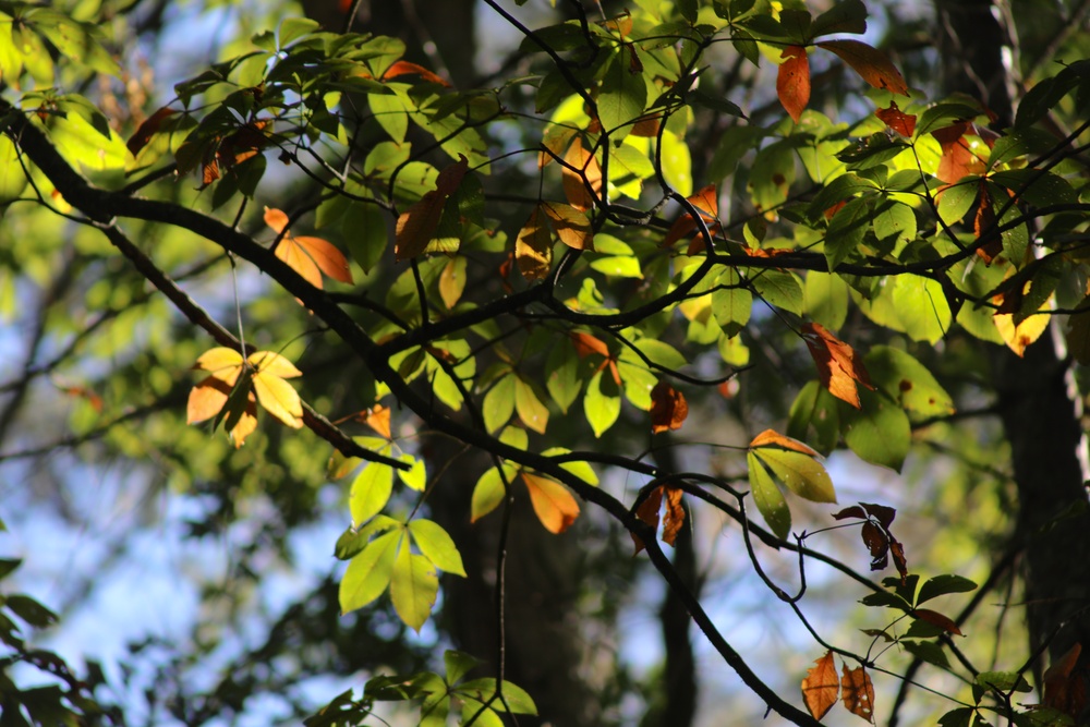 2025 Fall Colors