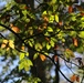 2025 Fall Colors