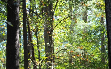 2025 Fall Colors