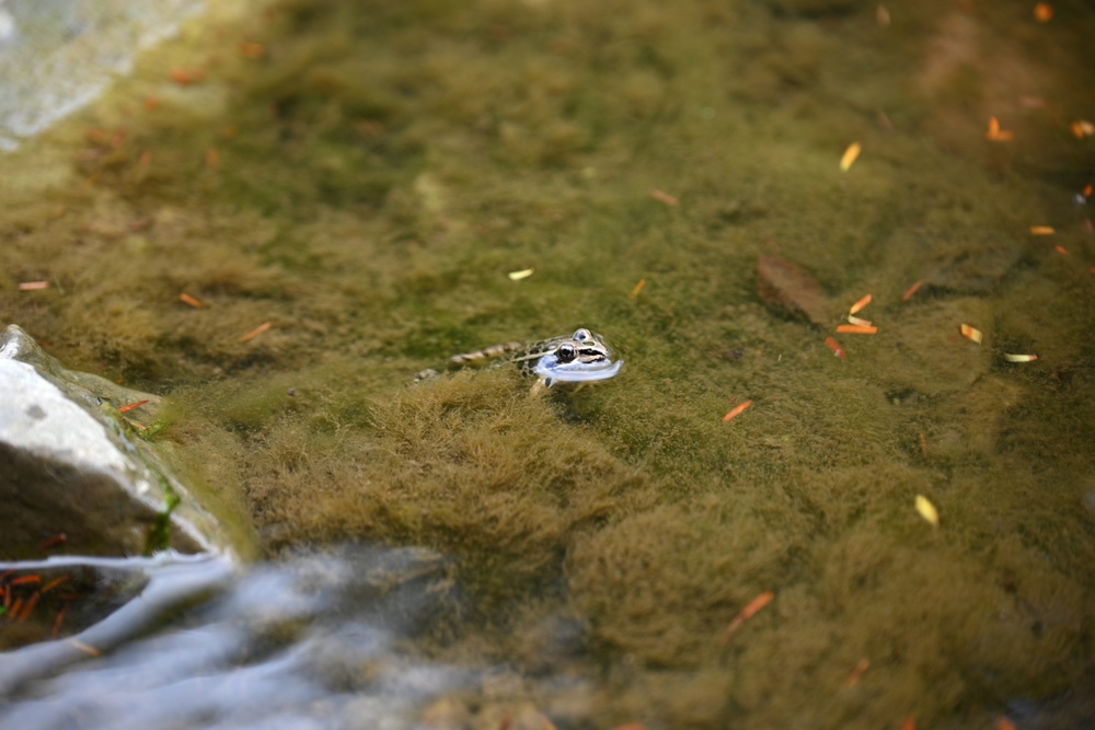 Buffalo District Biologists Study Macroinvertebrates