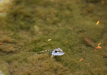 Buffalo District Biologists Study Macroinvertebrates