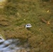 Buffalo District Biologists Study Macroinvertebrates