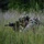 104th Security Forces Squadron Stays Ready with Field Training Exercise