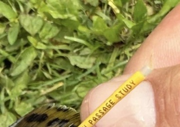USACE and Stockbridge-Munsee Community Collaborate to Improve Fish Passage in Wisconsin Watershed