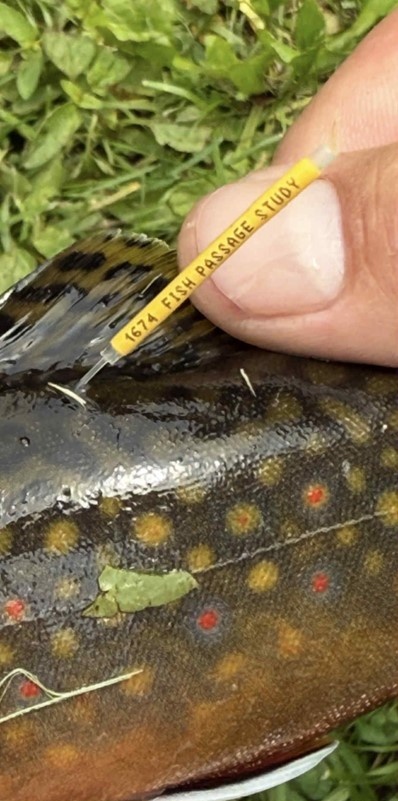 USACE and Stockbridge-Munsee Community Collaborate to Improve Fish Passage in Wisconsin Watershed