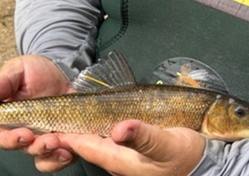 USACE and Stockbridge-Munsee Community Collaborate to Improve Fish Passage in Wisconsin Watershed
